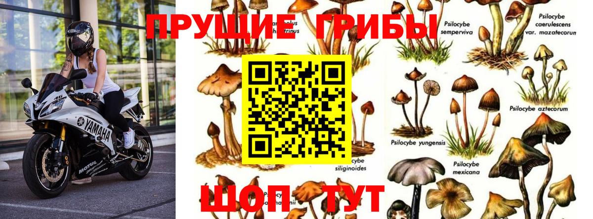 Псилоцибиновые грибы прущие грибы  Вход с VPN  Находка  Псилоцибиновые грибы GOLDEN TEACHER 